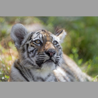 Episode 151: Tiger King Discussion w/Corbin Maxey