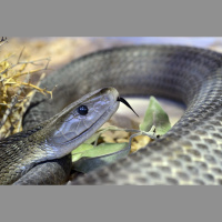 Episode 223: The Shy but Deadly Black Mamba