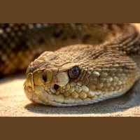 Episode 42: Snake and Sea Turtle Conservation with Dr. David A. Steen