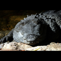 Episode 70: Saltys From Down Under, AKA Saltwater Crocodiles