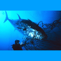 Bluefin Tuna- Ocean Giants On The Edge