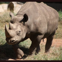 Rewilding Rhinos w/Alison Kennedy-Benson 