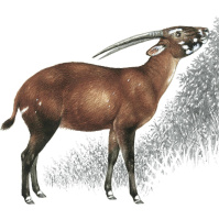 Episode 51: The Asian Unicorn, the Saola
