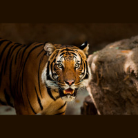 Episode 83: Tigers, Vanishing from Existence Part I