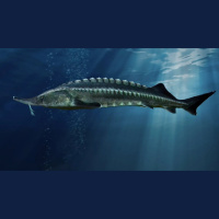 Beluga Sturgeon From Caviar to Collapse 