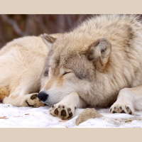 Episode 110: Wolves and the Endangered Species Act w/Corbin Maxey