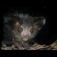 Creepy, Cool, and Critically Endangered — The Aye-Aye Story