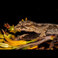 Episode 104: In the Pacific, Gecko Defies Gravity