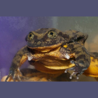 Episode 78: How Romeo Found His Juliet with Dr. Robin Moore from Global Wildlife Conservation