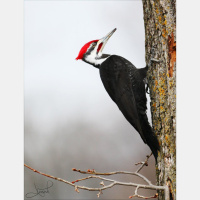 Episode 119: Head Banging Pileated Woodpecker 