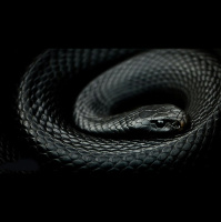 Black Mamba: Africas Shadow Serpent 
