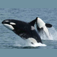 Episode 95: Awed by Orcas, Part I