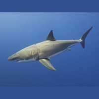 Episode 111: Revere, Not Fear, The Great White Shark