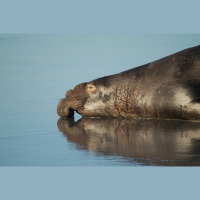 Episode 82: Mammoths of the Sea, the Elephant Seal