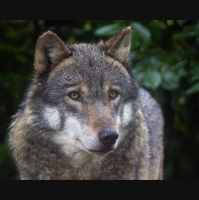 Episode 109: Howl for the Grey Wolf