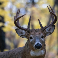 White-tailed Deer: America’s Conservation Success Story