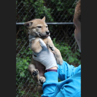 Episode 29: Autumn Lindey and Red Wolf Conservation