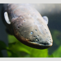 Episode 142: Shocked by Electric Eels