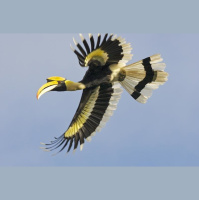 Episode 218: Asias Great Hornbill