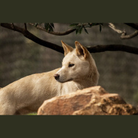 Episode 243: Down Under with Dingos