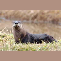 Episode 39: Water Clowns, The North American River Otter