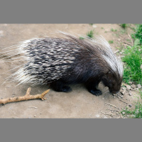 Episode 215: Prickly African Crested Porcupines