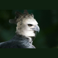 Episode 24: The Harpy thats an Eagle