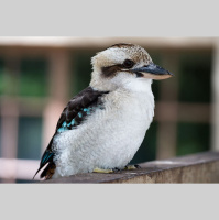 Episode 244: Krazy for Kookaburras