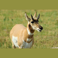 Episode 201: Catch the Pronghorn If You Can