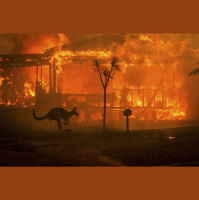 Episode 135: Impact of Australia Fires on Wildlife