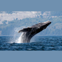 Humpback Whales – The Ocean’s Vocalists