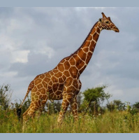 Reticulated Giraffes Silent Extinction 