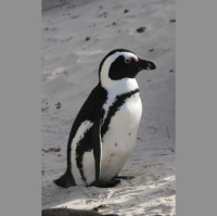 Episode 126: At Risk, African Penguins