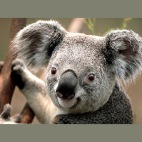 Episode 93: Koalas are Krashing