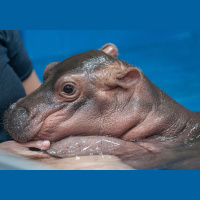 Episode 47: Fiona the Hippo w/Christina Gorsuch