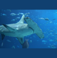 Episode 235: Almost Gone, The Great Hammerhead Shark