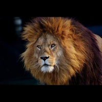 Episode 53: The King, The Lion