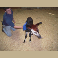 Episode 18A: Jesse Golden  Okapi Conservation