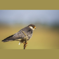 Episode 229: The Migrating Amur Falcon