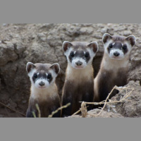 Episode 15: Your BFF, the Black Footed Ferret