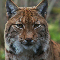 Europe’s Comeback Cat: Saving the Eurasian Lynx