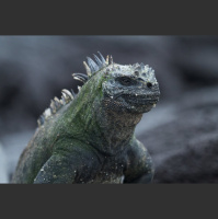 The Aquatic Marine Iguana 