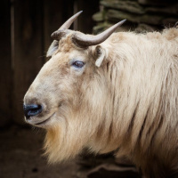 Episode 107: Talking about the Takin