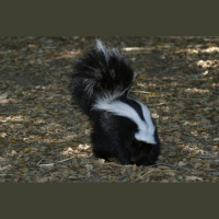 Episode 254: Cute but Stinky Skunks