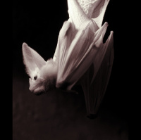 Vanishing Shadows: Australia’s Ghost Bat