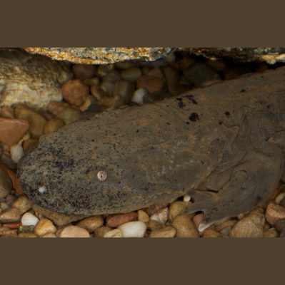 The All Creatures Podcast