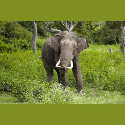 The All Creatures Podcast