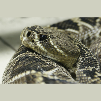 The All Creatures Podcast