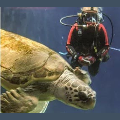 The All Creatures Podcast