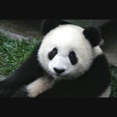 The All Creatures Podcast